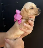 Lucy, a female Miniature Dachshund for sale in Steinhatchee, FL – 4 of 4