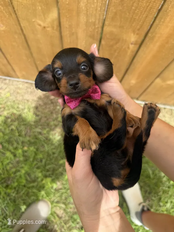 Lacy – Miniature Dachshund puppy for sale in Steinhatchee, FL