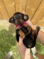 Lacy, a female Miniature Dachshund for sale in Steinhatchee, FL – 1 of 4