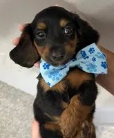 Sammy, a male Miniature Dachshund for sale in Steinhatchee, FL – 6 of 10