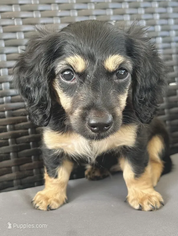 Stella – Miniature Dachshund puppy on hold in Steinhatchee, FL