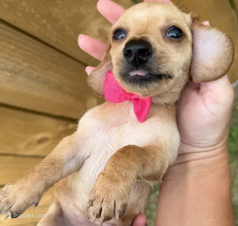 Lucy – Miniature Dachshund puppy for sale in Steinhatchee, FL