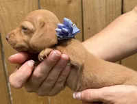 Lola, a female Miniature Dachshund for sale in Steinhatchee, FL – 3 of 4