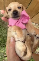 Lucy, a female Miniature Dachshund for sale in Steinhatchee, FL – 2 of 4