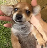 Coon, a male Miniature Dachshund for sale in Steinhatchee, FL – 3 of 6