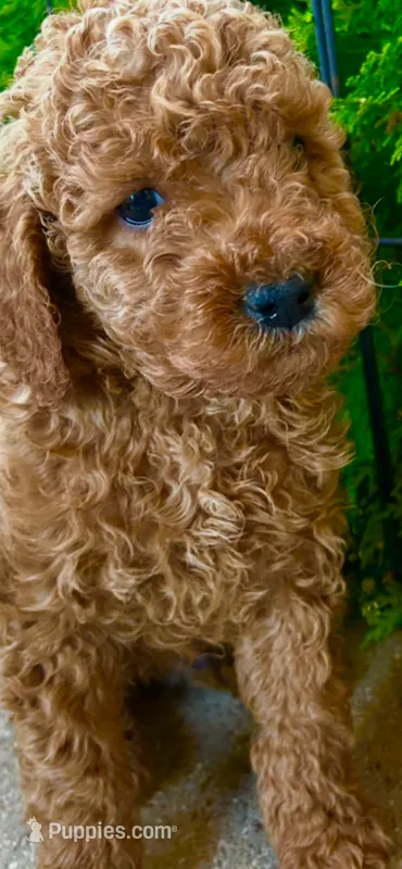 Bruno – Poodle - Miniature , Miniature Goldendoodle puppy for sale in Flower Mound, TX