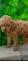 Bruno, a male Poodle - Miniature  and Miniature Goldendoodle for sale in Flower Mound, TX – 4 of 8