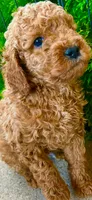 Bruno, a male Poodle - Miniature  and Miniature Goldendoodle for sale in Flower Mound, TX – 5 of 8
