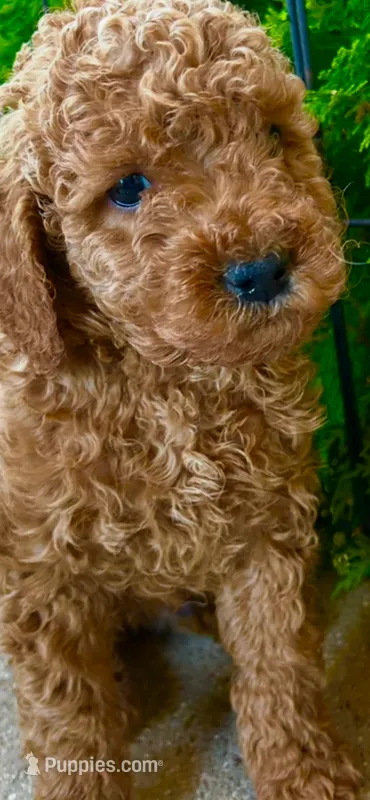 Bruno – Poodle - Miniature , Miniature Goldendoodle puppy for sale in Flower Mound, TX