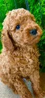 Bruno, a male Poodle - Miniature  and Miniature Goldendoodle for sale in Flower Mound, TX – 6 of 8