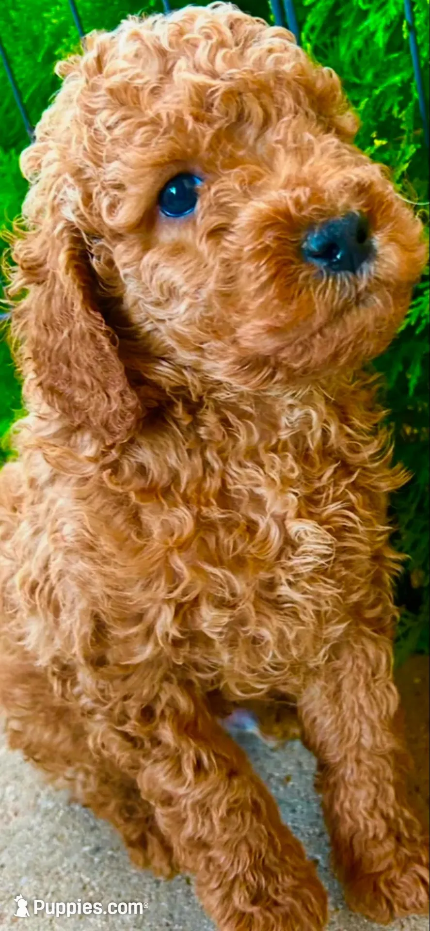 Bruno, a male Poodle - Miniature  and Miniature Goldendoodle for sale in Flower Mound, TX – 3 of 8