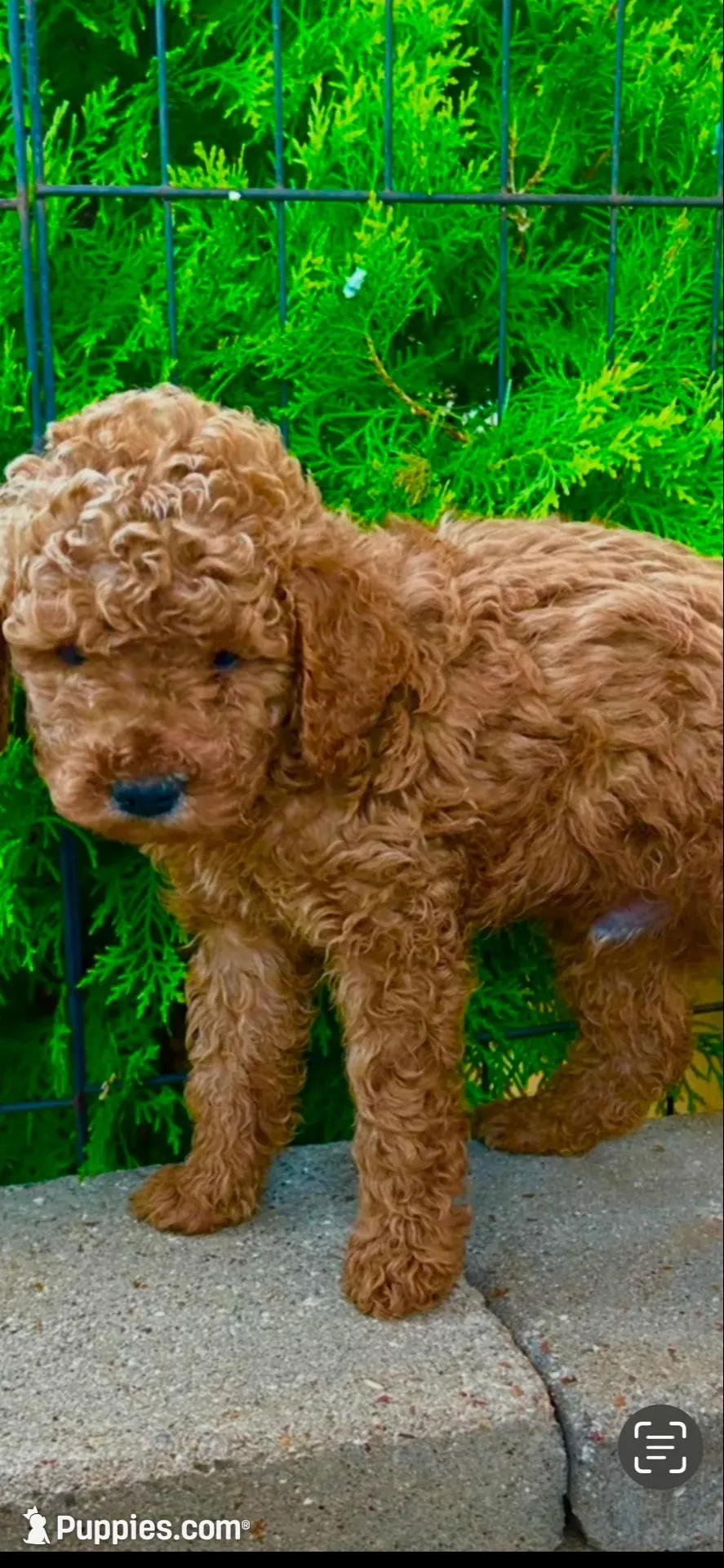 Bruno, a male Poodle - Miniature  and Miniature Goldendoodle for sale in Flower Mound, TX – 2 of 8