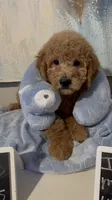 Bruno, a male Poodle - Miniature  and Miniature Goldendoodle for sale in Flower Mound, TX – 1 of 3