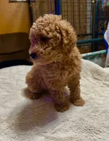 Romeo, a male Poodle - Miniature  and Miniature Goldendoodle for sale in Flower Mound, TX – 2 of 2