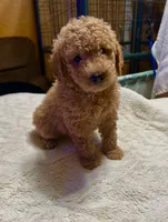 Romeo, a male Poodle - Miniature  and Miniature Goldendoodle for sale in Flower Mound, TX – 1 of 2