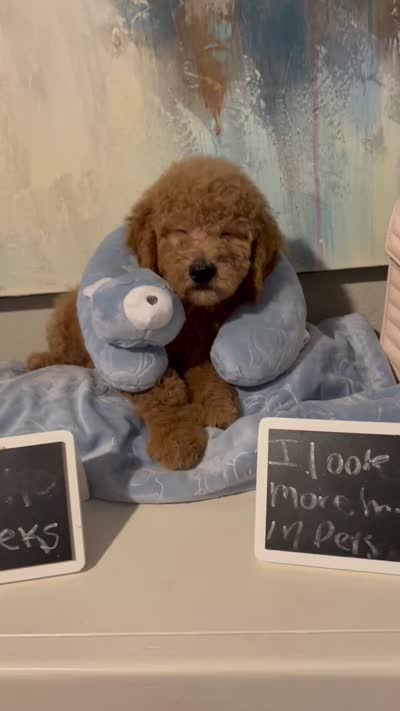 Bruno, a male Poodle - Miniature  and Miniature Goldendoodle for sale in Flower Mound, TX – 3 of 3