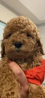 Bruno, a male Poodle - Miniature  and Miniature Goldendoodle for sale in Flower Mound, TX – 5 of 5