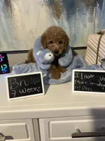 Bruno, a male Poodle - Miniature  and Miniature Goldendoodle for sale in Flower Mound, TX – 2 of 3