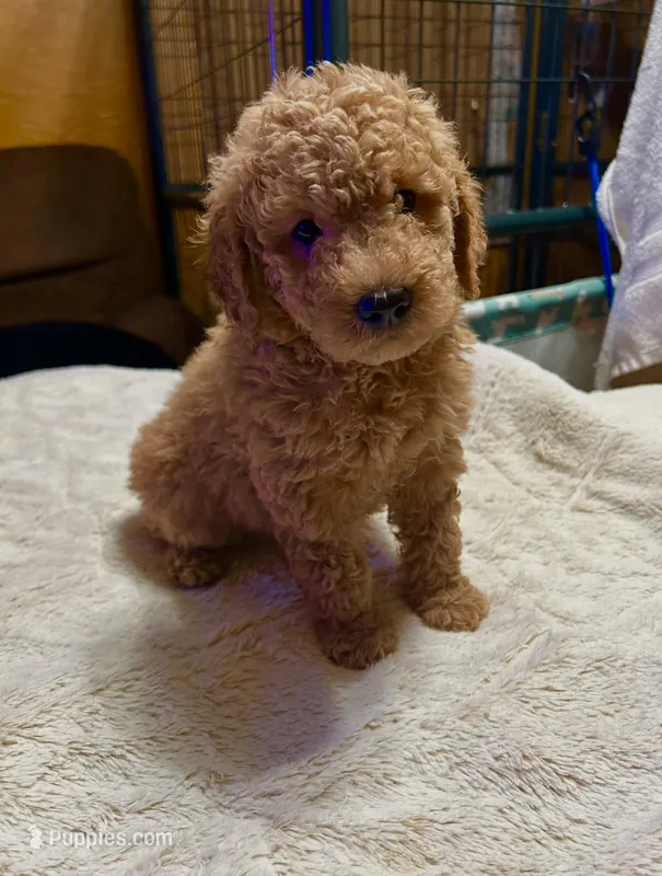 Romeo – Poodle - Miniature , Miniature Goldendoodle puppy for sale in Flower Mound, TX