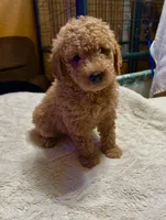 Romeo, a male Poodle - Miniature  and Miniature Goldendoodle for sale in Flower Mound, TX – 1 of 2