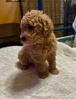 Romeo, a male Poodle - Miniature  and Miniature Goldendoodle for sale in Flower Mound, TX – 2 of 2