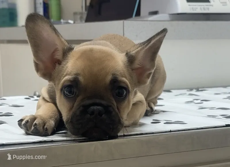 Koda – French Bulldog puppy for sale in Harlem, GA