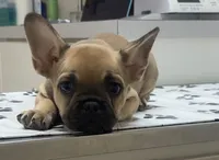 Koda, a male French Bulldog for sale in Harlem, GA – 1 of 5