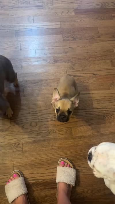 Koda, a male French Bulldog for sale in Harlem, GA – 5 of 5
