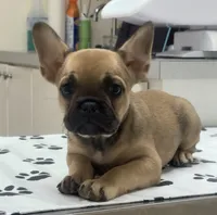 Koda, a male French Bulldog for sale in Harlem, GA – 3 of 5