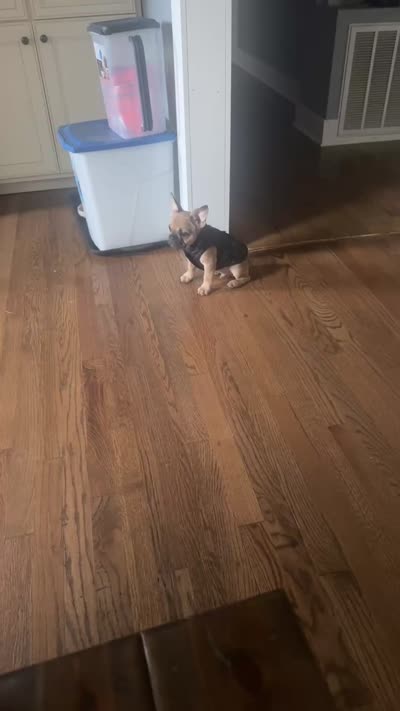 Koda, a male French Bulldog for sale in Harlem, GA – 4 of 5