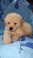 Buddy, a male Maltipoo for sale in Riverside, CA – 2 of 2