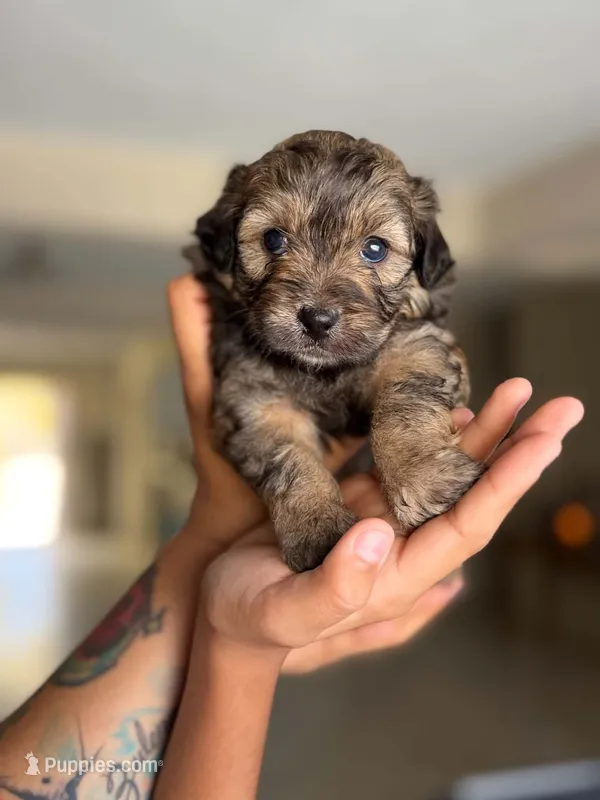 Lovely  – Maltipoo puppy for sale in Riverside, CA