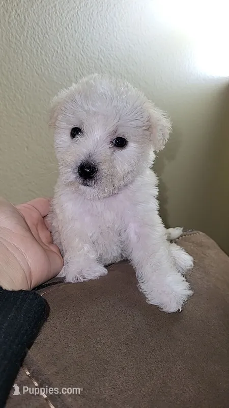 Cutie – Maltipoo puppy for sale in Riverside, CA