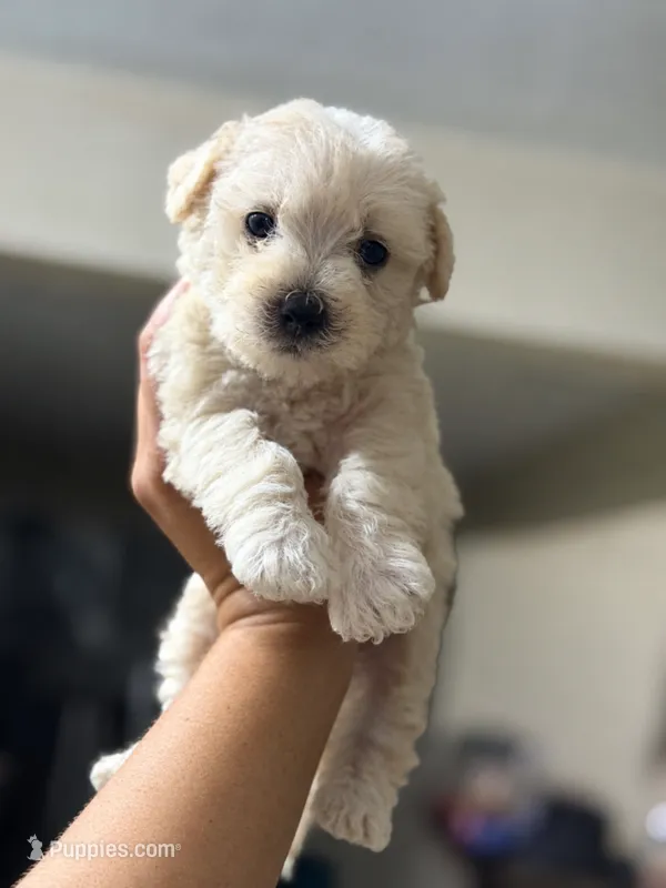 Cutie  – Maltipoo puppy for sale in Riverside, CA