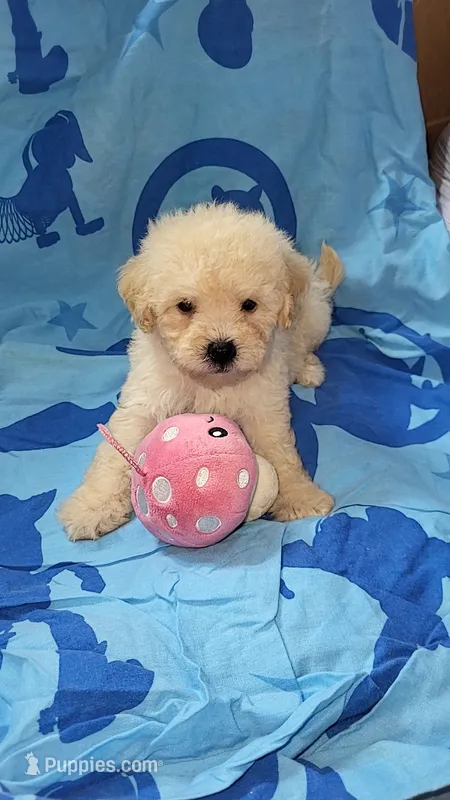 Buddy – Maltipoo puppy for sale in Riverside, CA