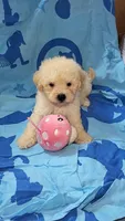 Buddy, a male Maltipoo for sale in Riverside, CA – 1 of 2
