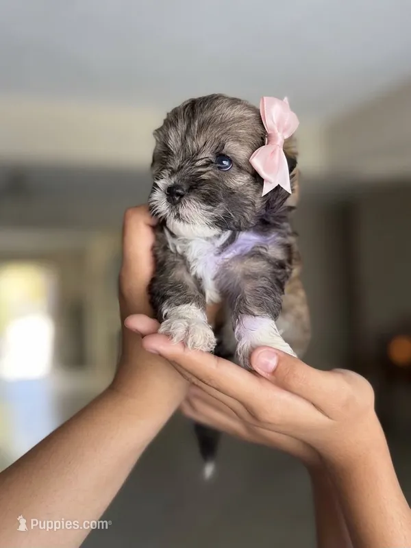 Lovely  – Maltipoo puppy for sale in Riverside, CA