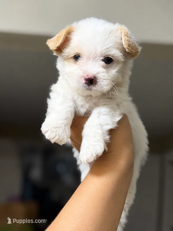 Cutie  – Maltipoo puppy for sale in Riverside, CA