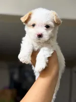 Cutie , a female Maltipoo for sale in Riverside, CA – 1 of 1