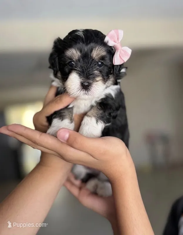 Lovely – Maltipoo puppy for sale in Riverside, CA