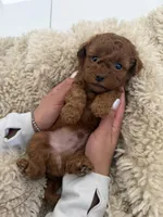 Brownie , a male Poodle - Toy  for sale in Miami, FL – 3 of 4