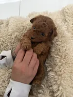 Brownie , a male Poodle - Toy  for sale in Miami, FL – 2 of 4