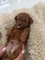 Brownie , a male Poodle - Toy  for sale in Miami, FL – 4 of 4