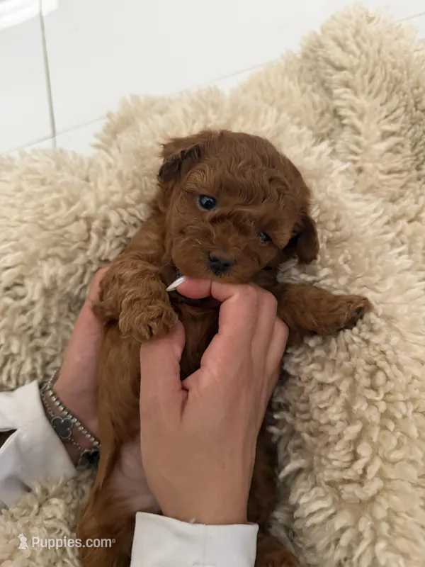 Brownie  – Poodle - Toy  puppy for sale in Miami, FL