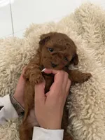 Brownie , a male Poodle - Toy  for sale in Miami, FL – 1 of 4