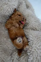Theo, a male Poodle - Toy  for sale in Miami, FL – 6 of 6