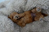 Theo, a male Poodle - Toy  for sale in Miami, FL – 5 of 6