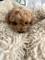 Theo, a male Poodle - Toy  for sale in Miami, FL – 2 of 6