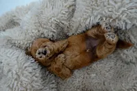 Theo, a male Poodle - Toy  for sale in Miami, FL – 4 of 6