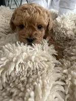 Theo, a male Poodle - Toy  for sale in Miami, FL – 3 of 6
